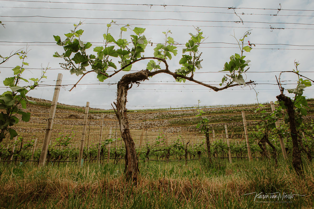 principles of composition in photography, photo composition examples, composition techniques, composition rules, point of view | Copyright Karin van Mierlo for Photography Playground. Photo: A grapevine against a cloudy sky.eet.