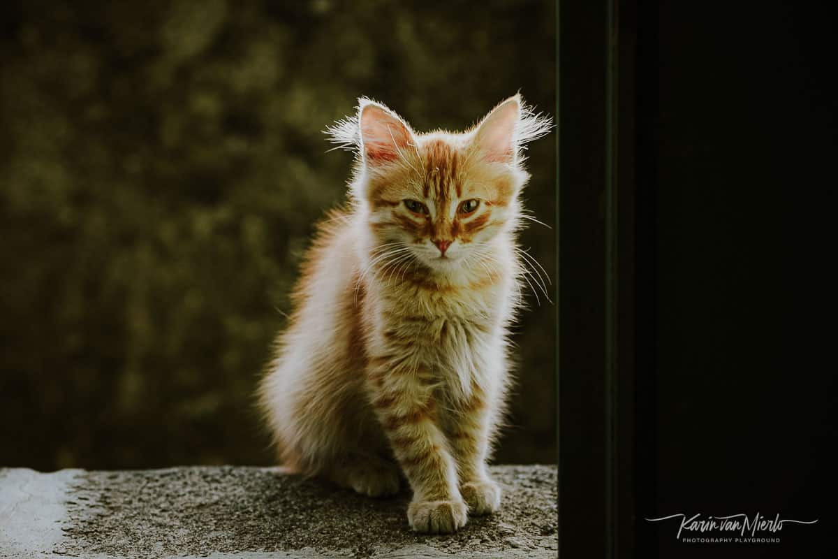 sharp focus, how to get sharp photos | Photo: Kitten in Sicily, Italy ©Karin van Mierlo, Photography Playground