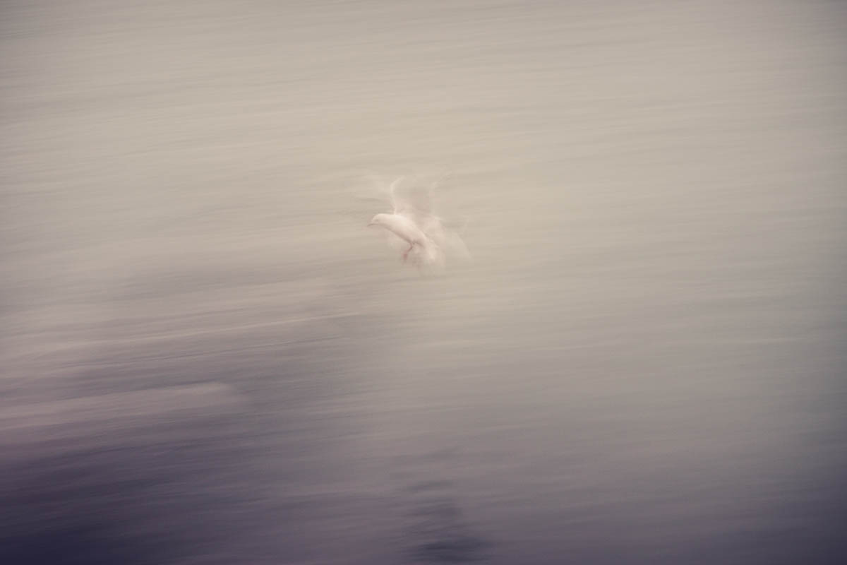 blur in photography, intentional blur photography, lensbaby, bokeh, intentional camera movement | Photography Playground, Photo: ICM Seagull in flight (one frame) - - Photographer Stacey Hill