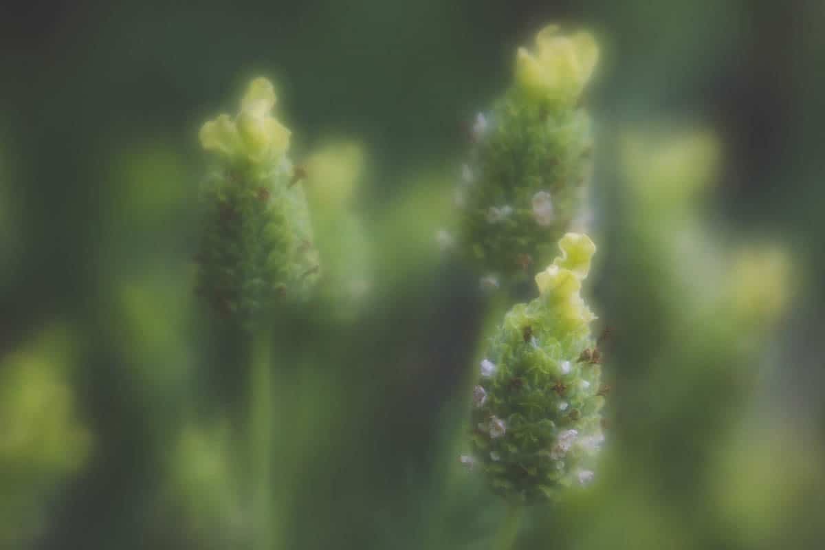 blur in photography, intentional blur photography, lensbaby, bokeh, intentional camera movement | Photography Playground, Photo: Green Lavender shot with Lensbaby Velvet 56 - - Photographer Stacey Hill