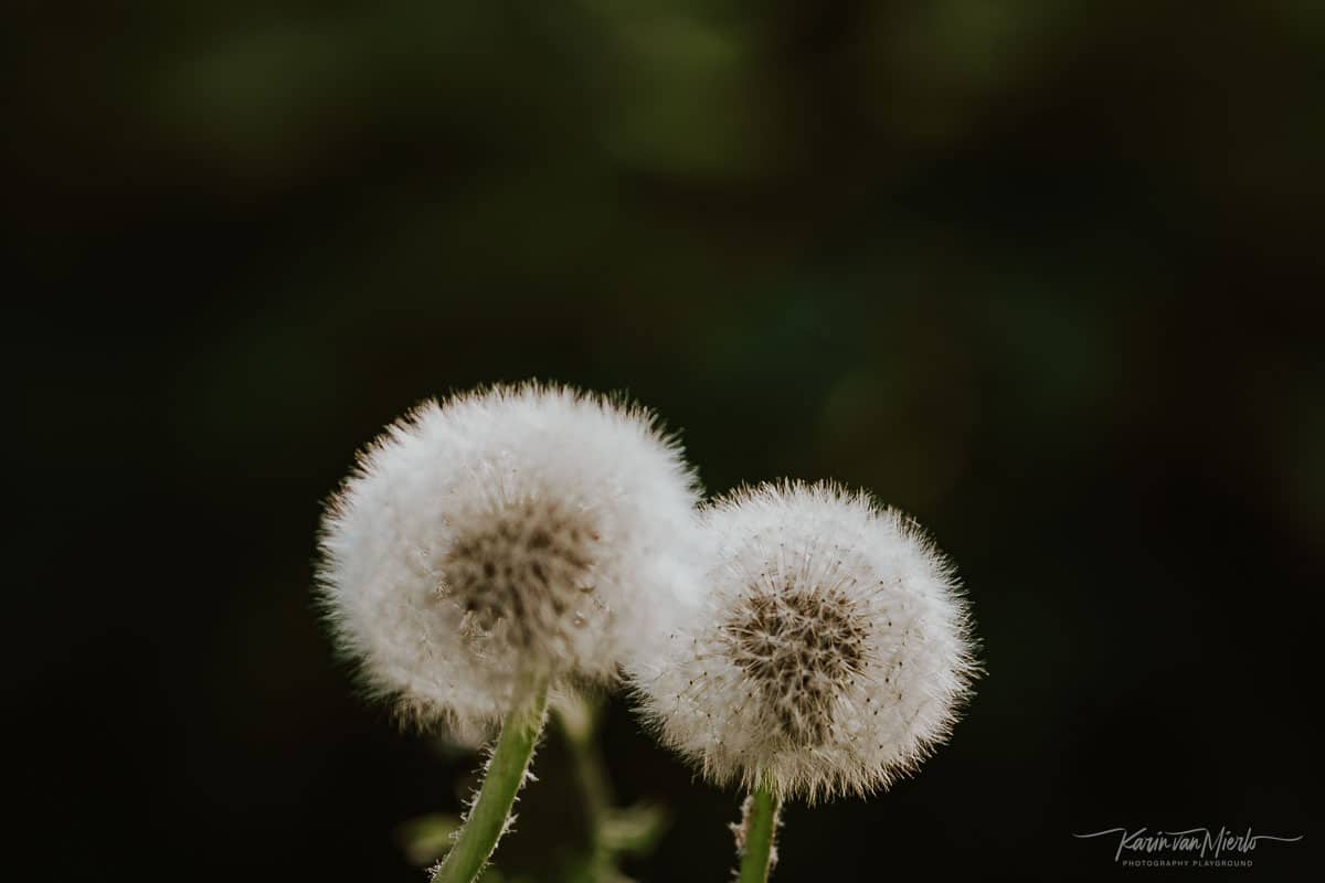 negative space photography | Photo:  Dandelions in France | © Karin van Mierlo, Photography Playground