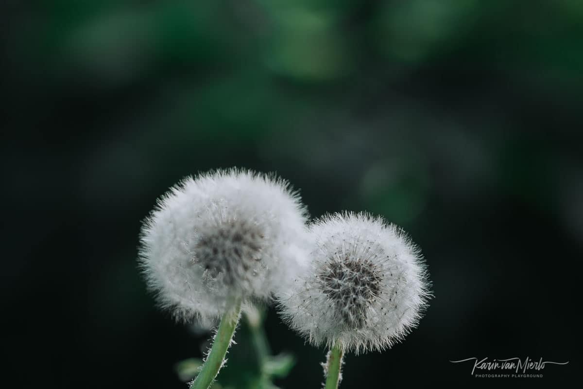 negative space photography | Photo:  Dandelions in France | © Karin van Mierlo, Photography Playground