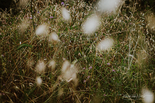mindful photography course | ©Photo Karin van Mierlo at Photography Playground, grass, Monsanto, Lisbon, Portugal