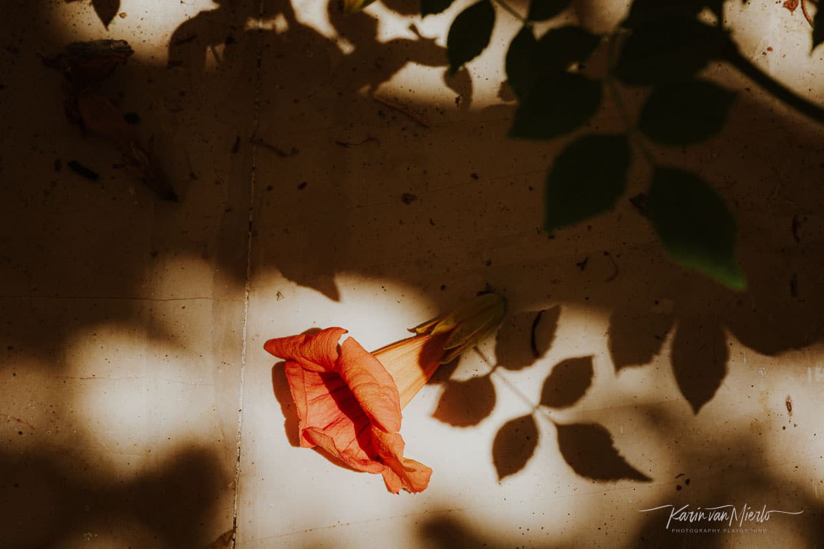 photo challenge - flowers | Photo: ©Karin van Mierlo - Photography Playground, An orange flower on the floor, Crete Greece