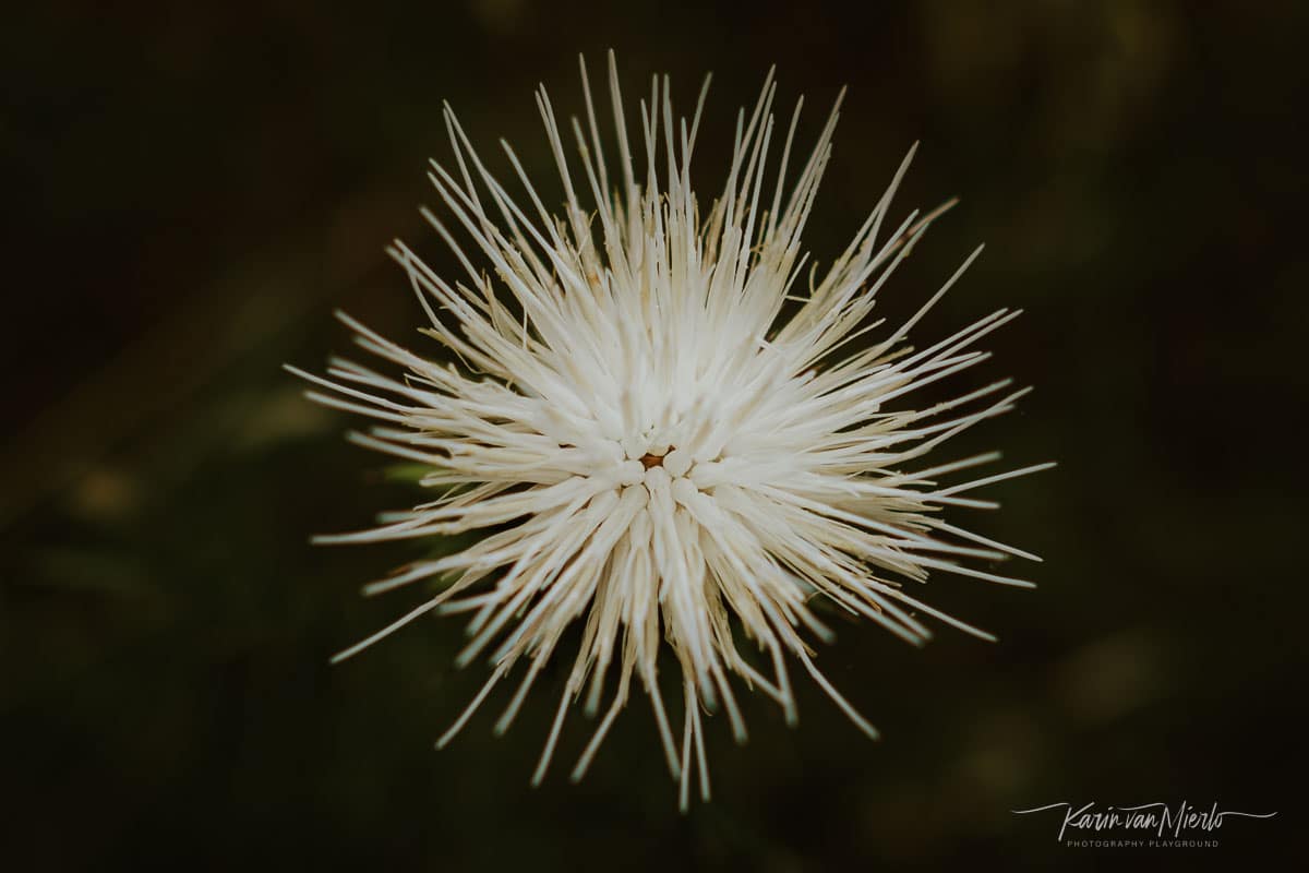 photo challenge - flowers | Photo: ©Karin van Mierlo - Photography Playground, Close up of a white flower, Lisbon Portugal