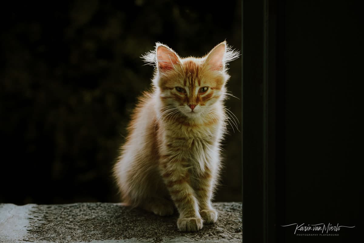 photos with depth, contrast, photo composition examples, composition techniques, composition rules | © Karin van Mierlo|  Photography Playground. Photo: A kitten sitting in a doorway, Sicily, Italy