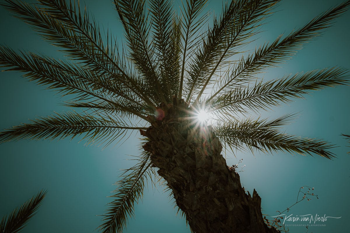 summer photography ideas | Copyright Karin van Mierlo, Photography Playground. Photo: Sunburst in a palm tree, Tavira, Portugal