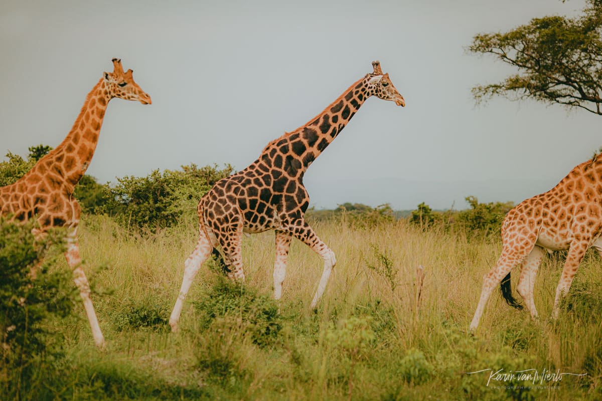 prime vs zoom lens | Copyright Karin van Mierlo for Photography Playground. Photo: 3 giraffes in Murchison Falls National Park, Uganda