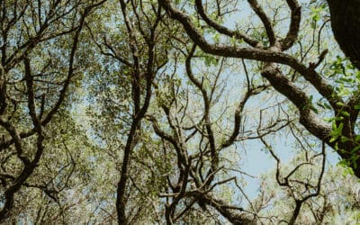Splendid Tree Photography | 10 Inspiring Tips & Ideas