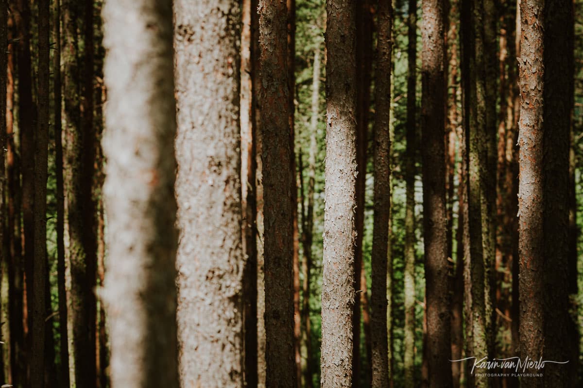 tree photography | Copyright Karin van Mierlo, Photography Playground. Photo: Thick forest in Alto Adige, Italy