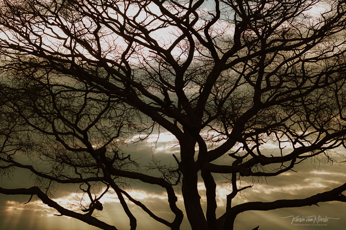 silhouette photography | Copyright Karin van Mierlo, Photography Playground. Photo: Silhouette of tree branches in Murchison Park, Uganda